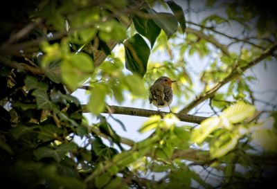 Low angle view of bird perching on tree