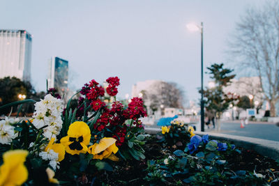 Flowers blooming at roadside in city