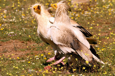 Bird perching on a field