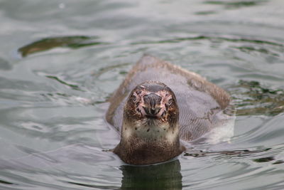 Portrait of turtle swimming in lake