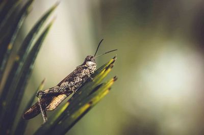 Close-up of insect on plant