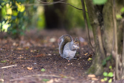 Squirrel on a field