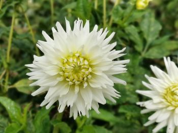 Close-up of white daisy flower