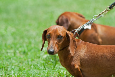 Sweetest dachshund in the garden