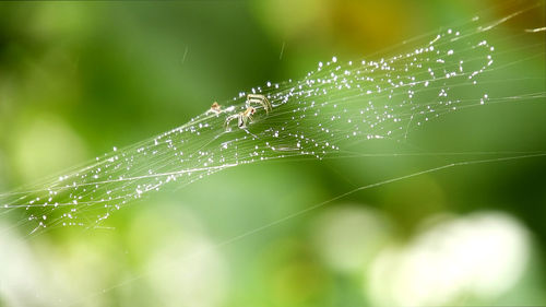 Close-up of spider on web