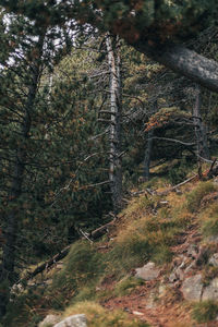 Trees in forest