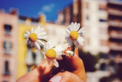 Close-up of hand holding flowering plant