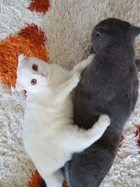 Close-up portrait of cats