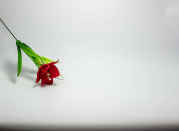 Close-up of red roses over white background