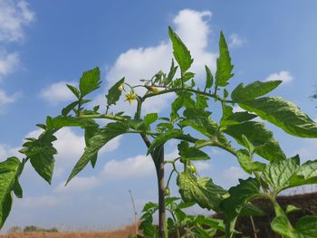 Low angle view of plant against sky