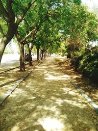 Road passing through forest