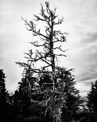 Low angle view of tree against sky