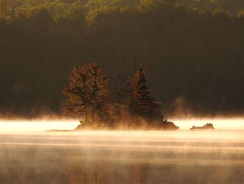 Firework display over lake in forest