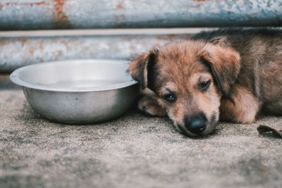 Close-up portrait of a dog