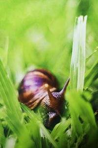 Close-up of snail on leaf