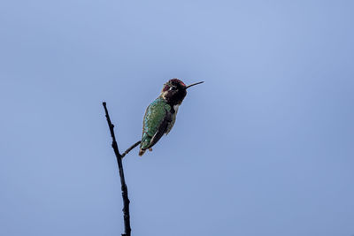 Low angle view of bird flying against clear blue sky