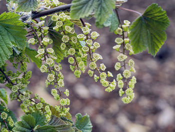 Closeup of spring blossom and leaves on a branch of a white currant bush, variety white versaille
