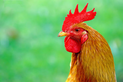 Close-up of rooster