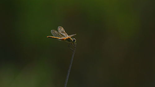 Close-up of butterfly