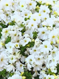 Full frame shot of white flowering plants