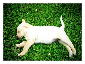 Dog resting on grassy field