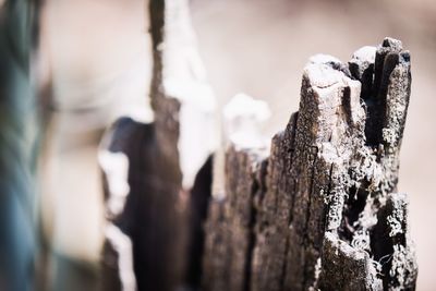 Close-up of old wooden log