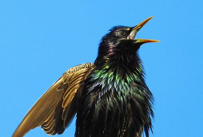 Low angle view of bird perching on a blue sky