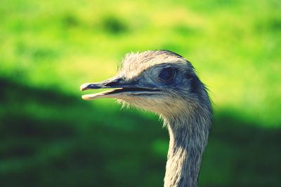 Close-up of a bird