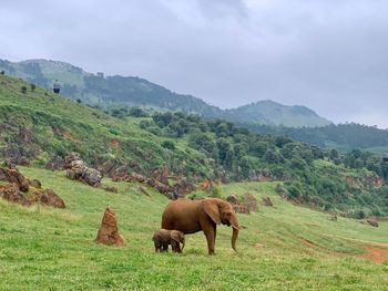 Horses in a field