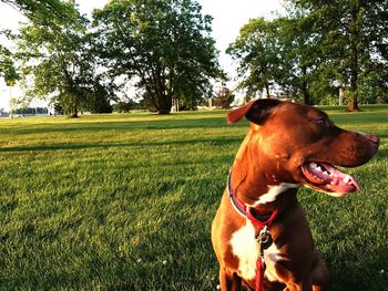 Dog on field against sky