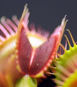 Close-up of fresh pink flower blooming outdoors