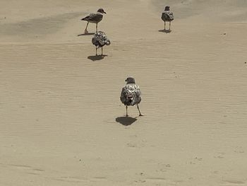 High angle view of birds on beach