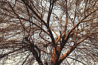 Low angle view of bare trees