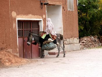 Horse in stable