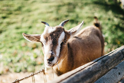 Close-up of deer on field