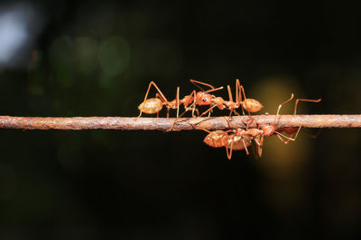 Close-up of ant on plant