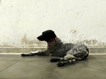 Dog sitting on floor