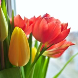 Close-up of tulips blooming outdoors