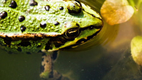 High angle view of green frog in pond