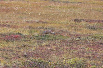 Side view of horse on field