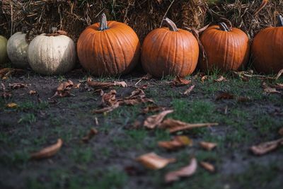 View of pumpkins during autumn