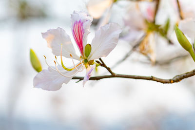 Close-up of cherry blossoms in spring