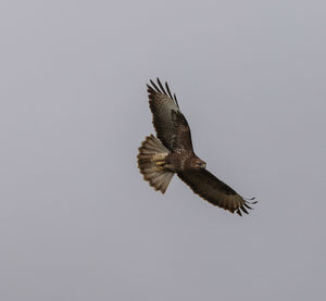 Low angle view of eagle flying against clear sky