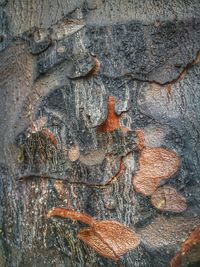 Full frame shot of tree trunk