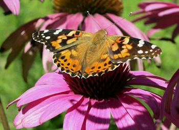 Close-up of butterfly pollinating on pink flower