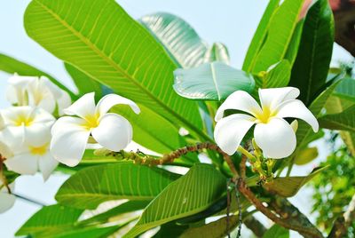 Close-up of white flowers