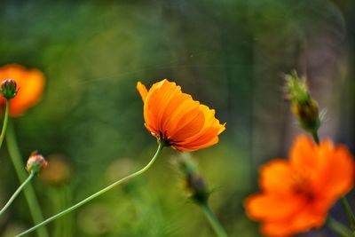 Close-up of orange flower