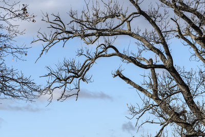 Low angle view of bare tree against sky