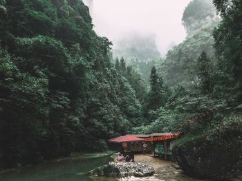 Trees and plants in forest during foggy weather