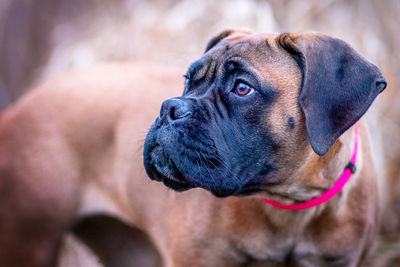 Bullmastiff love